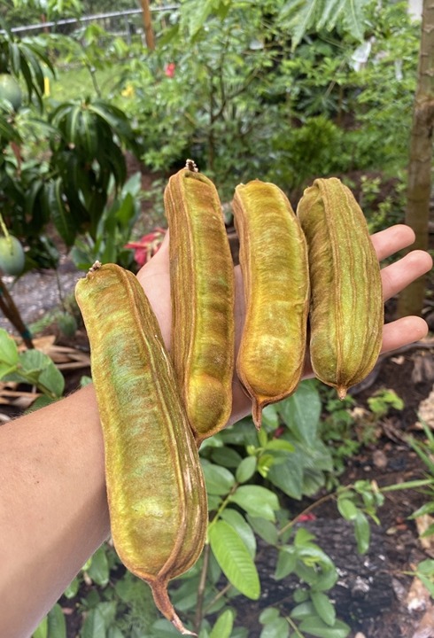 Plantitas de paternas