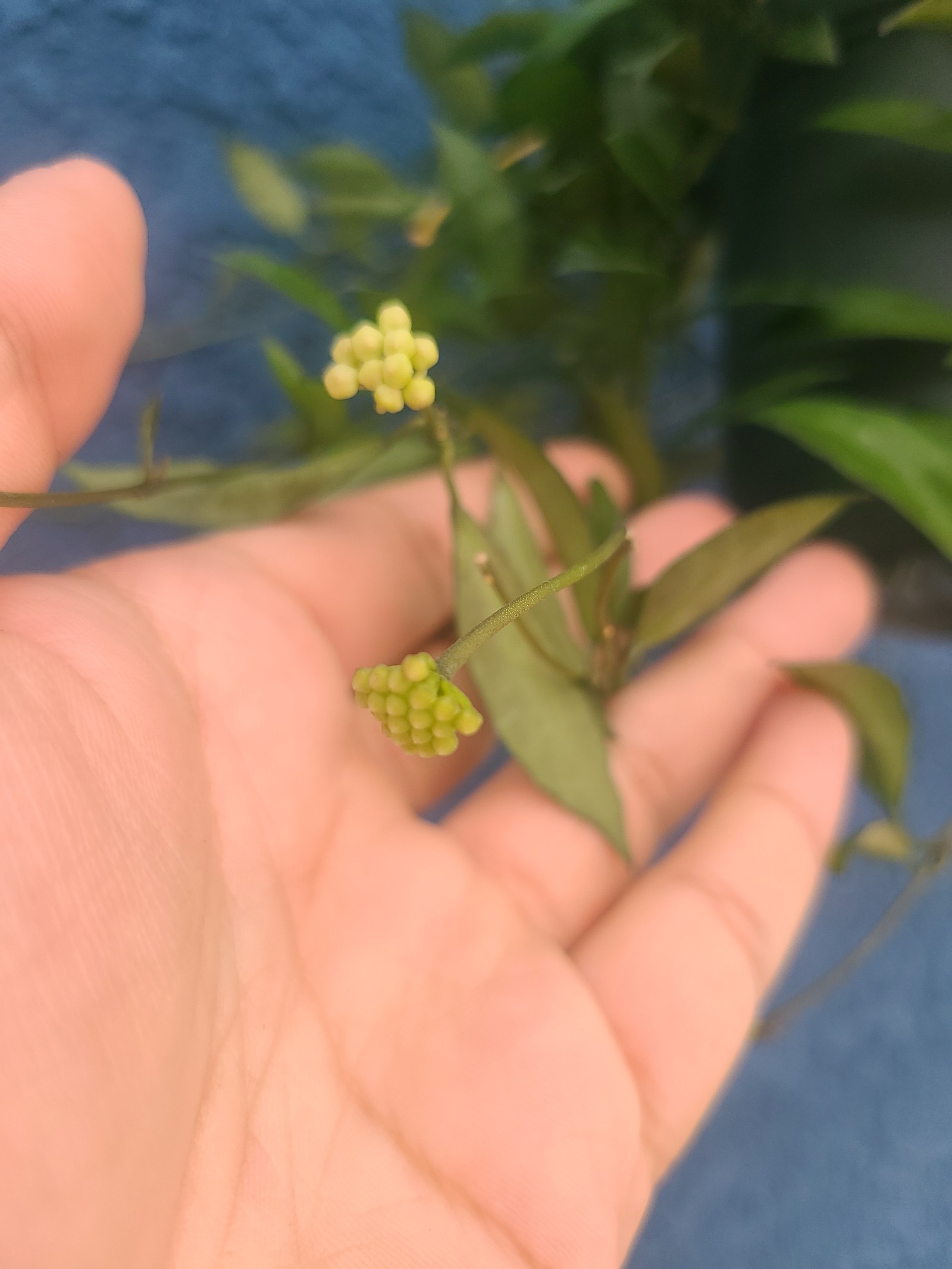 Hoya Lacunosa (Budding)