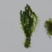 Can't kill it-plant pack- live aquarium plants ×4