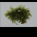 Can't kill it-plant pack- live aquarium plants ×4