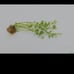 Can't kill it-plant pack- live aquarium plants ×4