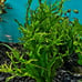 Can't kill it-plant pack- live aquarium plants ×4