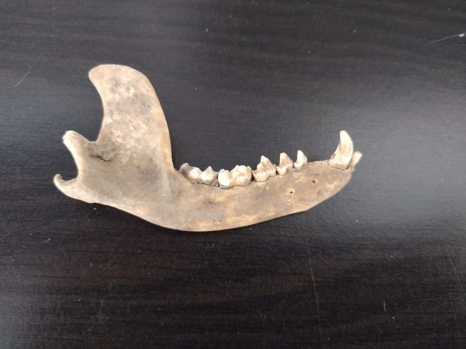 Genuine animal Raccoon jaw bone with front teeth!