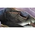 Steve Madden Large Brown Satchel Bag Tote Purse
