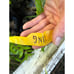 Rare Pomegranate Fruit Tree 'King' Variety, New Introduction From UC Davis