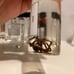 Entomology specimens - Insect Collection