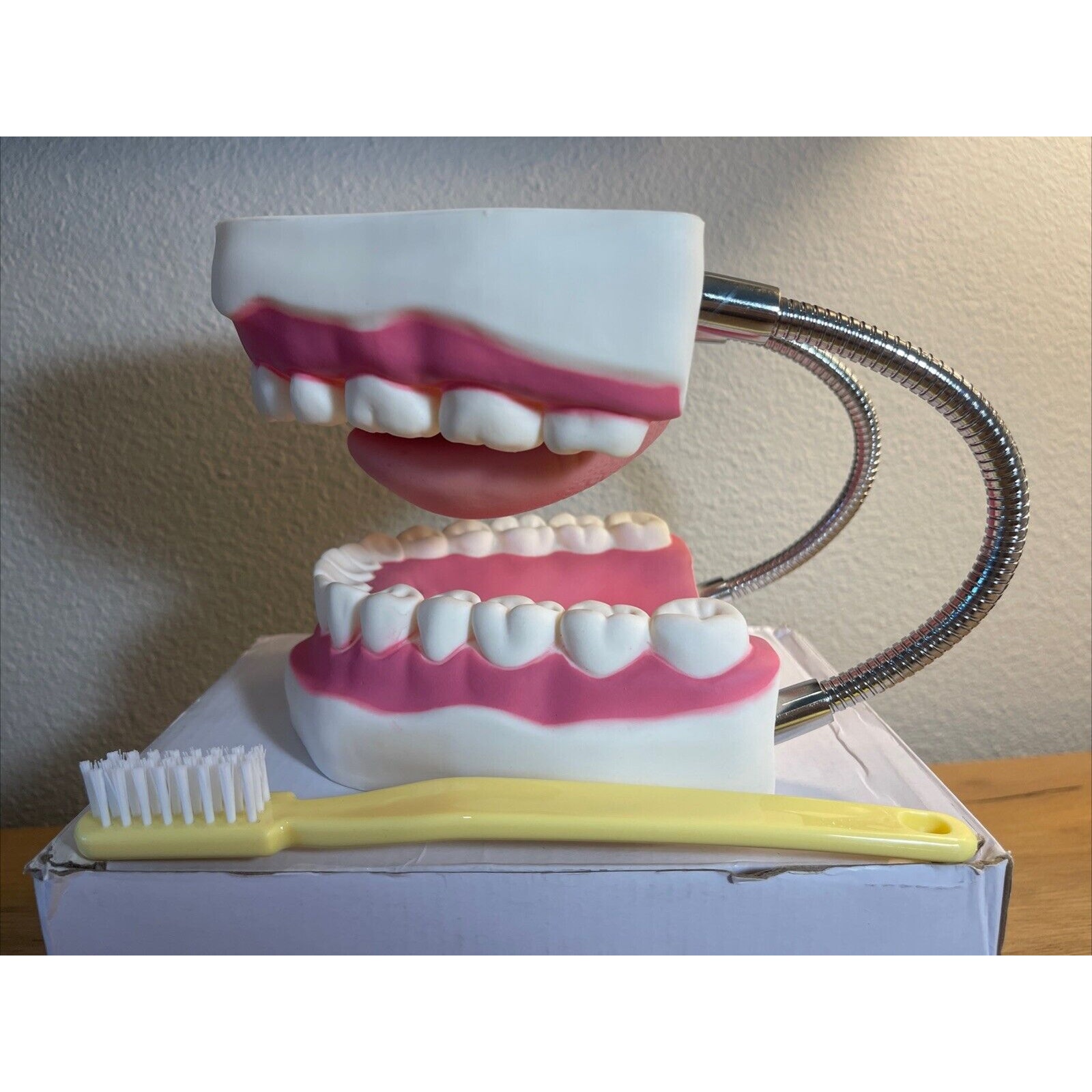 Ronten Giant Mouth Teeth Brushing Demonstration Model Toothbrush