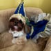 dog clothes