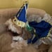 dog clothes