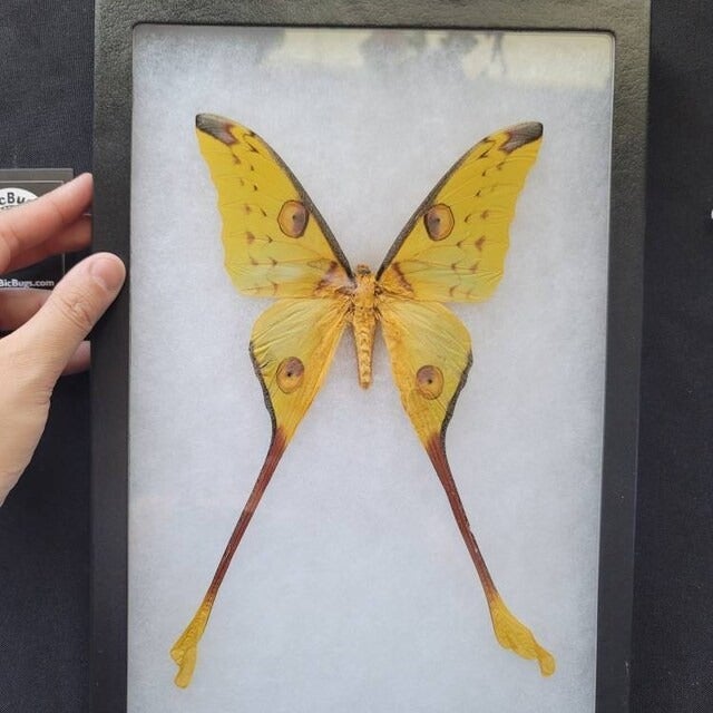 male framed comet moth Madagascar