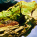 2lb Gary Green Jasper Bog Wood Larsonite Caldera Freedom Stone Rough Raw Natural