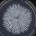 90- STERILE PETRI DISHES 90PC