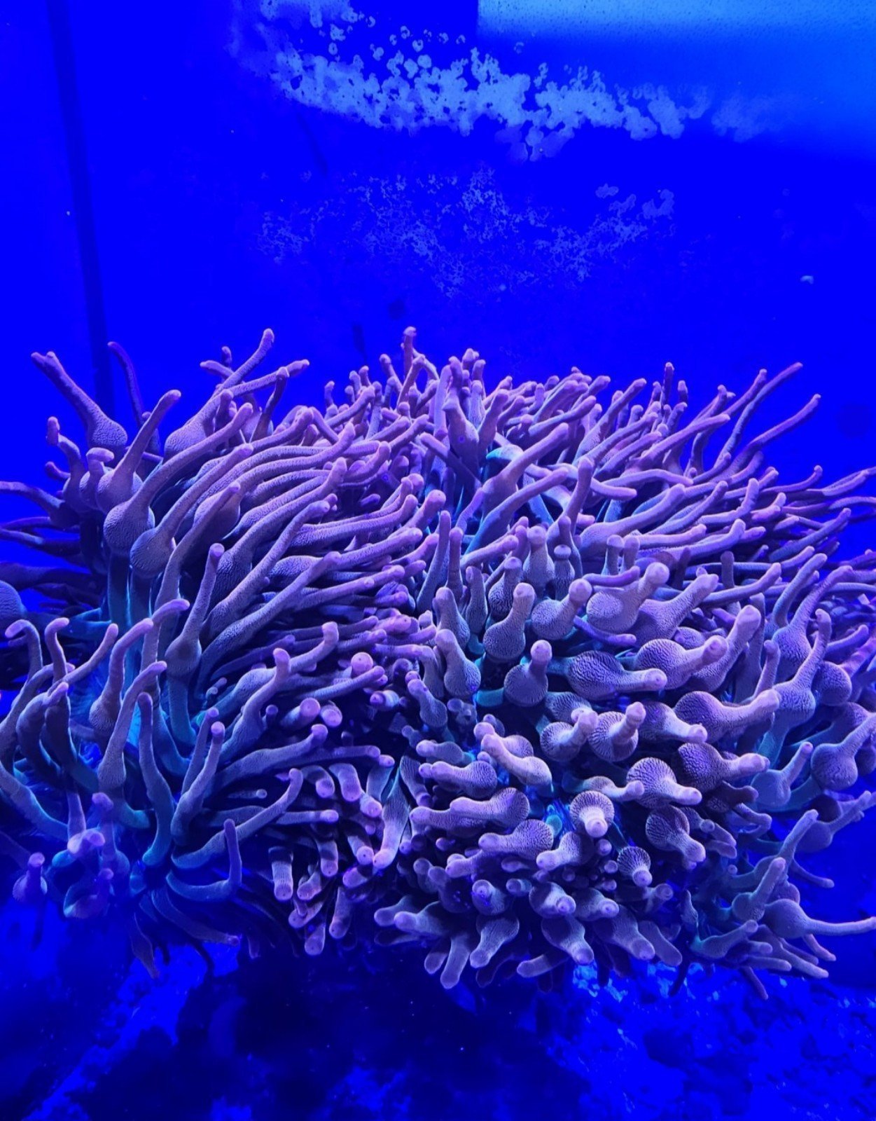 Rainbow bubble tip Anemone
