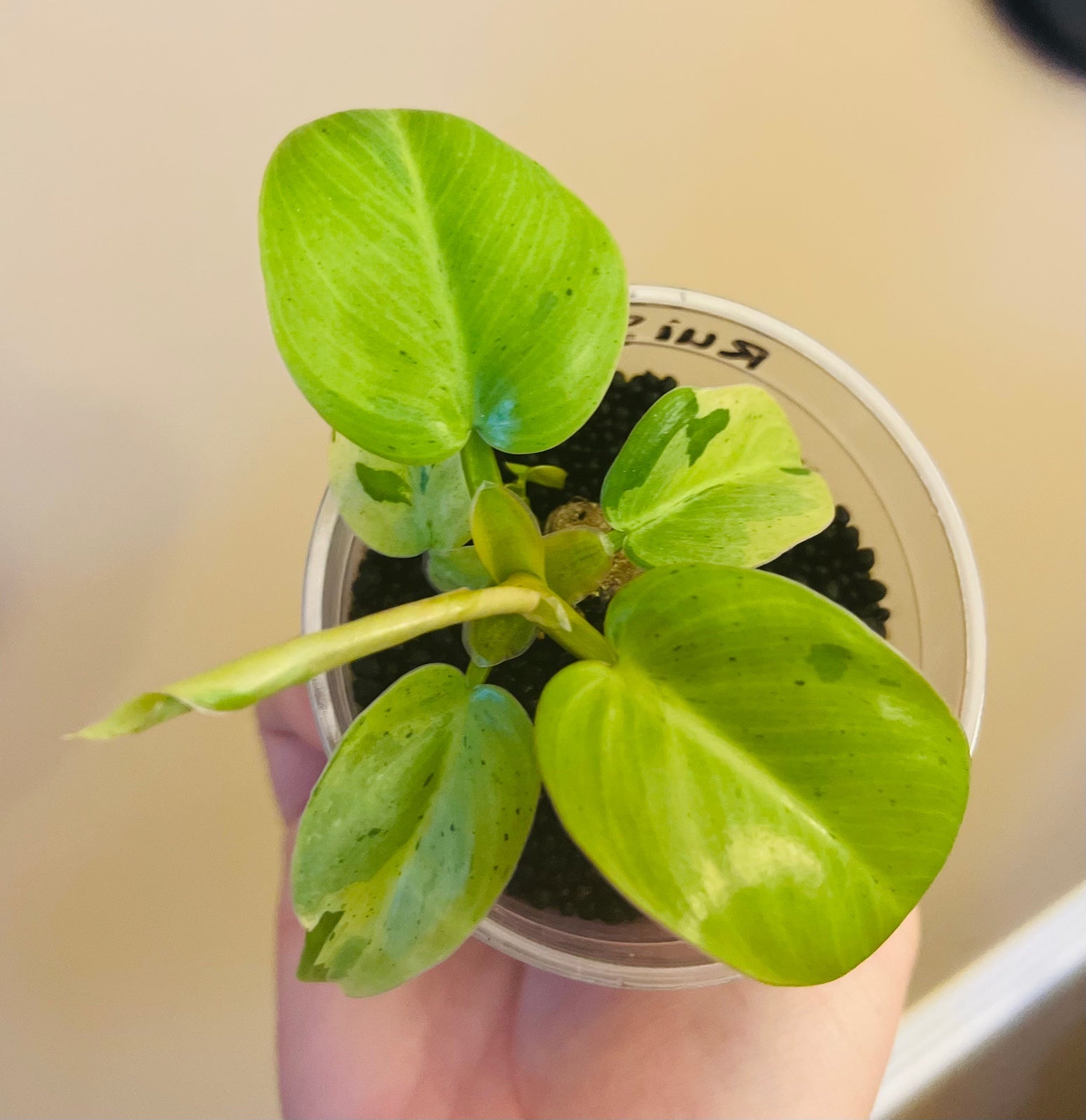 Philodendron Variegated Rui Sub 450