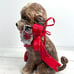 Blue Sky Valentines Day Dog Doodle New
