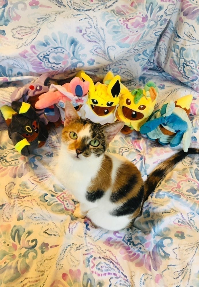 FULL SET (8) Pokemon Plush Eevee Poncho Set Evolution Cape Outfit Doll 8in