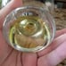 FOUR VERY UNIQUE GLASSES LIIE A CROSS BETWEEN A MARTINI & A SHERRY GLASS