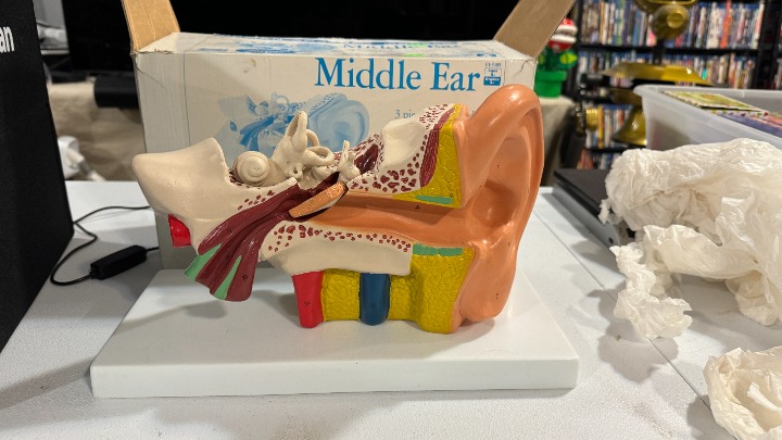 Axis Scientific Human Ear Model