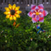 Solar Garden Stakes Lights for Outdoor Decor, 4 Pack