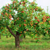 2 Fuji apple trees 2ft tall now live trees