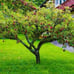 2 Fuji apple trees 2ft tall now live trees