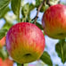 2 Fuji apple trees 2ft tall now live trees