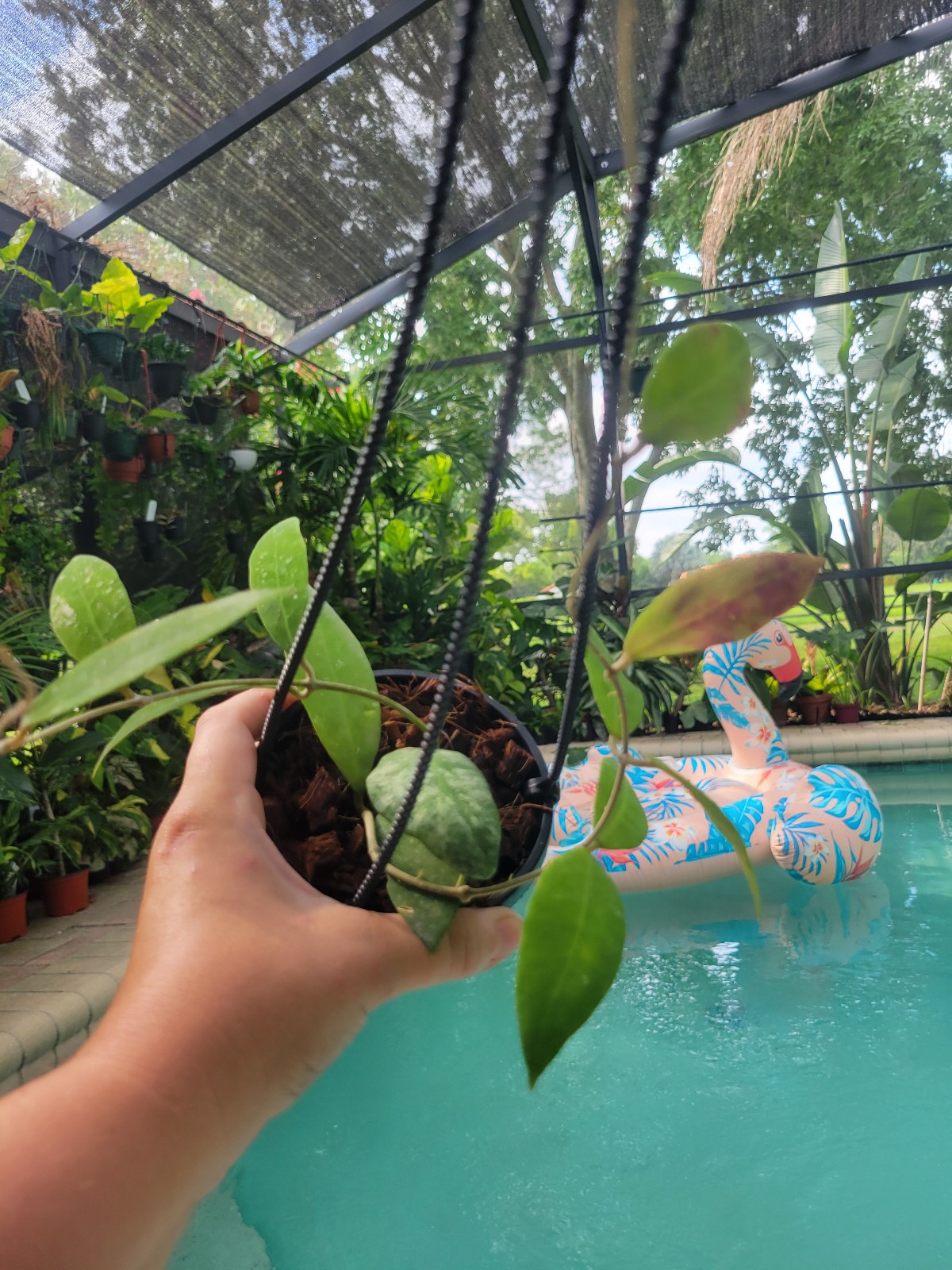 Variegated philodendron orange princess