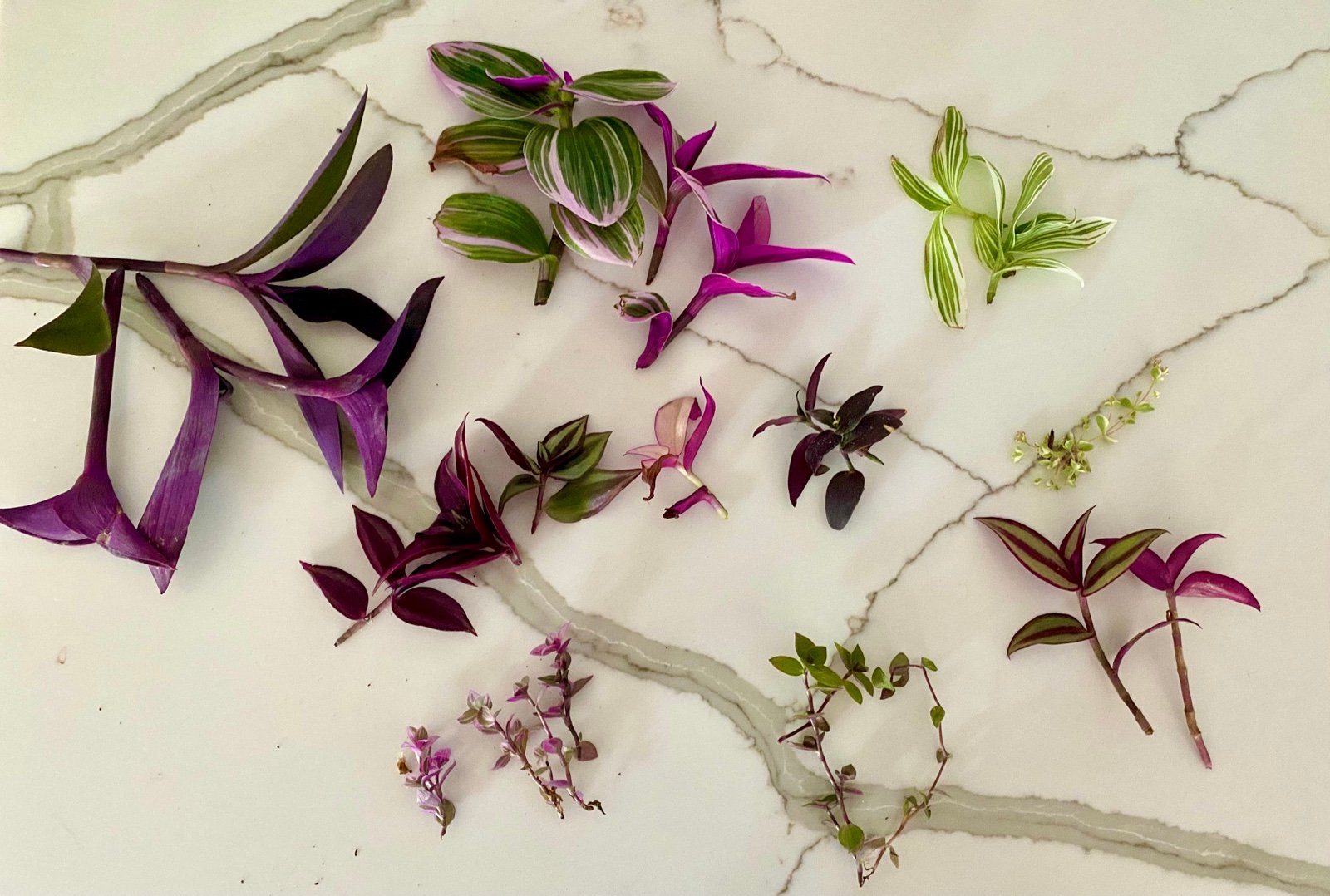 Tradescantia 20 Variety Cuttings!