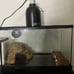 reptile enclosure