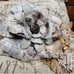 Tim Holtz Jumbo Tattered Florals Bigz and Mini Bundle