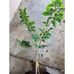 Large Grafted 'Gefner' Atemoya Fruit Tree - Self Pollinating Variety