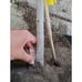 Large Grafted 'Gefner' Atemoya Fruit Tree - Self Pollinating Variety