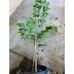 Large Grafted 'Gefner' Atemoya Fruit Tree - Self Pollinating Variety
