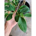 Large Grafted 'Gefner' Atemoya Fruit Tree - Self Pollinating Variety