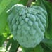 Large Grafted 'Gefner' Atemoya Fruit Tree - Self Pollinating Variety
