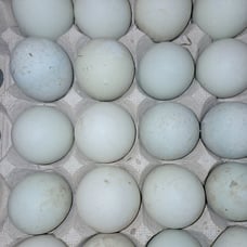 Hatching eggs indian runner duck