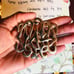 Vintage Gold Tone Belt Buckle