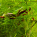 Plant bundle for Lou
