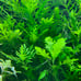 Plant bundle for Lou