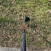 King Cobra SZ driver