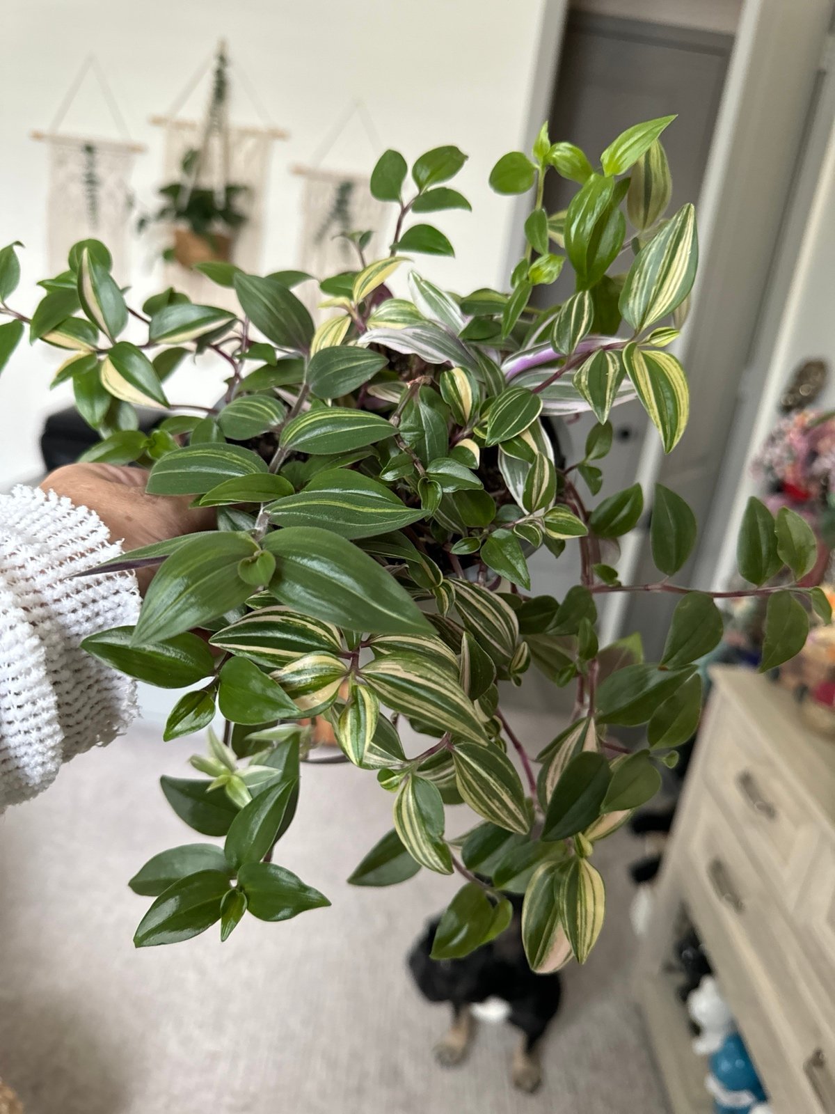 Plant Tradescantia rainbow