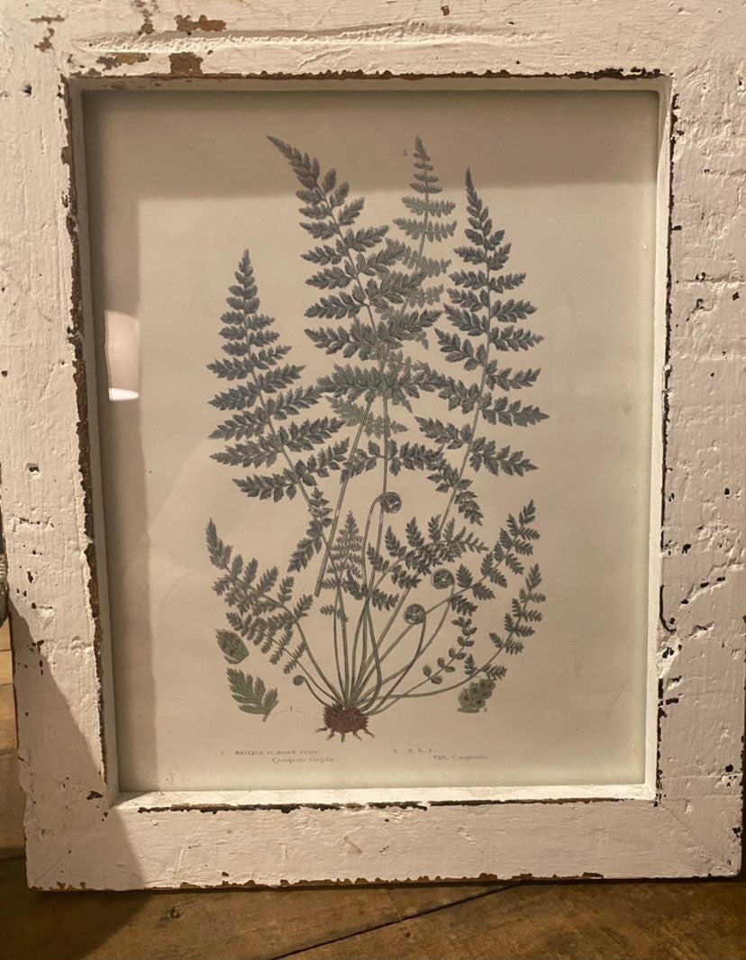 (4) Botanical Framed Prints