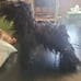Dog Mannequin