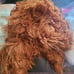Dog Mannequin