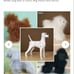 Dog Mannequin