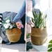 seagrass plant basket set of 2 medium /large