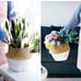 seagrass plant basket set of 2 medium /large