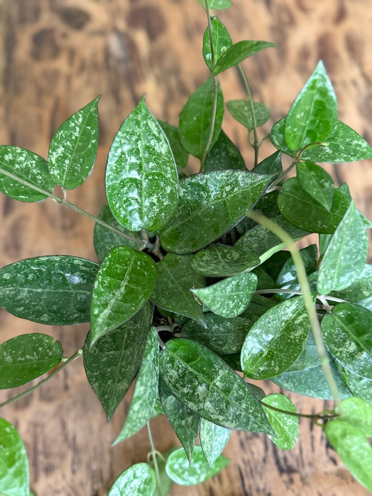 Hoya Eskimo Silver Splash