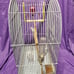 Bird cage with feeders, waterer, and toys. 16 W, 10 D, 24 H