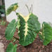 Colocasia Royal Hawaiian white lava